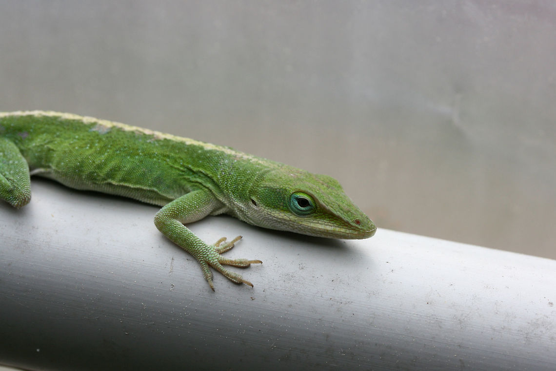 Carolina anole (Anolis carolinensis) Found basking on a pvc pipe inside a small greenhouse in NE Alabama (Etowah County), US. April 6, 2018.<br />
<br />
Carolina anoles have the ability to change between two primary shades, green and gray-brown. Skin color may change in response to ambient temperature or sexual arousal Anolis carolinensis,Carolina anole,Geotagged,Spring,United States,anole,green anole,reptile,reptilia