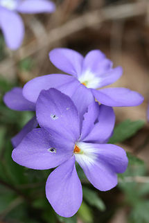 Bird's Foot Violet (Viola pedata) Growing on a rocky hillside along a dirt road within a dense mixed hardwood/coniferous forest in NW Georgia (Gordon County), US. 

Viola pedata is a native plant to Georgia and grows well in rocky, well-drained soils. It is usually found only in the wild as it is quite picky about its growing conditions and propagation. 
https://www.jungledragon.com/image/58951/birds_foot_violet_viola_pedata.html Geotagged,Spring,United States,Viola pedata,bird's foot violet,viola,violet