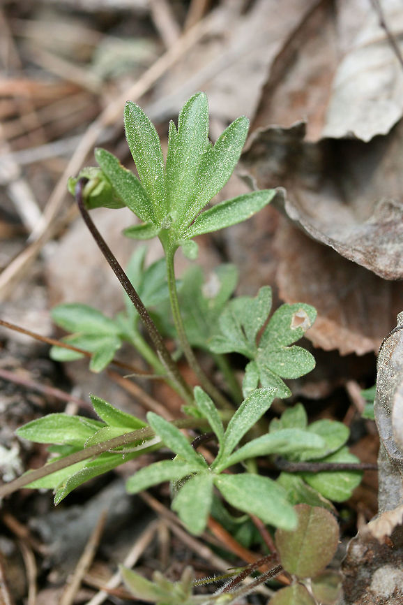 Bird's Foot Violet (Viola pedata) Growing on a rocky hillside along a dirt road within a dense mixed hardwood/coniferous forest in NW Georgia (Gordon County), US. <br />
<br />
Viola pedata is a native plant to Georgia and grows well in rocky, well-drained soils. It is usually found only in the wild as it is quite picky about its growing conditions and propagation. <br />
<figure class="photo"><a href="https://www.jungledragon.com/image/58950/birds_foot_violet_viola_pedata.html" title="Bird&#039;s Foot Violet (Viola pedata)"><img src="https://s3.amazonaws.com/media.jungledragon.com/images/3231/58950_thumb.JPG?AWSAccessKeyId=05GMT0V3GWVNE7GGM1R2&Expires=1759968010&Signature=W0PvTrEO1ZrRqNqkSQ8O%2BgSThGc%3D" width="102" height="152" alt="Bird&#039;s Foot Violet (Viola pedata) Growing on a rocky hillside along a dirt road within a dense mixed hardwood/coniferous forest in NW Georgia (Gordon County), US. <br />
<br />
Viola pedata is a native plant to Georgia and grows well in rocky, well-drained soils. It is usually found only in the wild as it is quite picky about its growing conditions and propagation. <br />
https://www.jungledragon.com/image/58951/birds_foot_violet_viola_pedata.html Geotagged,Spring,United States,Viola pedata,bird&#039;s foot violet,viola,violet" /></a></figure><br />
 Geotagged,Spring,United States,Viola pedata,bird's foot violet,viola,violet