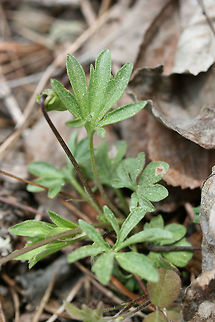 Bird's Foot Violet (Viola pedata) Growing on a rocky hillside along a dirt road within a dense mixed hardwood/coniferous forest in NW Georgia (Gordon County), US. 

Viola pedata is a native plant to Georgia and grows well in rocky, well-drained soils. It is usually found only in the wild as it is quite picky about its growing conditions and propagation. 
https://www.jungledragon.com/image/58950/birds_foot_violet_viola_pedata.html
 Geotagged,Spring,United States,Viola pedata,bird's foot violet,viola,violet