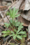 Bird's Foot Violet (Viola pedata) Growing on a rocky hillside along a dirt road within a dense mixed hardwood/coniferous forest in NW Georgia (Gordon County), US. <br />
<br />
Viola pedata is a native plant to Georgia and grows well in rocky, well-drained soils. It is usually found only in the wild as it is quite picky about its growing conditions and propagation. <br />
https://www.jungledragon.com/image/58950/birds_foot_violet_viola_pedata.html<br />
 Geotagged,Spring,United States,Viola pedata,bird's foot violet,viola,violet