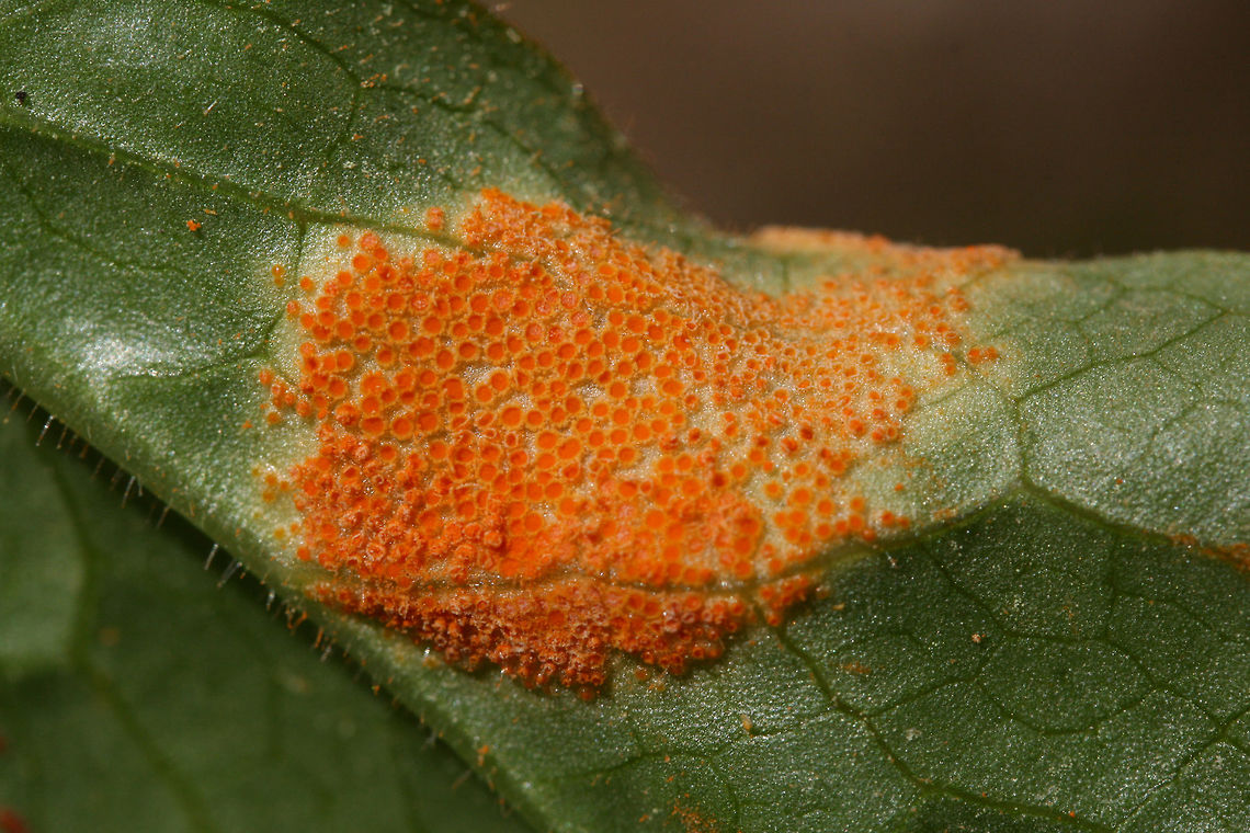 Mayapple Rust (Allodus podophylli) Rust fungus growing on the underside of a mayapple leaf in NW Georgia (Gordon County), US.<br />
<br />
Allodus podophylli is an autoecious rust fungus which grows solely on Podophyllum peltatum. It does not require alternate hosts like many rust fungi.<br />
<figure class="photo"><a href="https://www.jungledragon.com/image/58933/mayapple_rust_allodus_podophylli.html" title="Mayapple Rust (Allodus podophylli)"><img src="https://s3.amazonaws.com/media.jungledragon.com/images/3231/58933_thumb.JPG?AWSAccessKeyId=05GMT0V3GWVNE7GGM1R2&Expires=1759968010&Signature=9Dp0r7wmsdkuMiRSlPH0sEHljTQ%3D" width="200" height="134" alt="Mayapple Rust (Allodus podophylli) Rust fungus growing on the underside of a mayapple leaf in NW Georgia (Gordon County), US.<br />
<br />
Allodus podophylli is an autoecious rust fungus which grows solely on Podophyllum peltatum. It does not require alternate hosts like many rust fungi.<br />
<br />
https://www.jungledragon.com/image/58952/mayapple_rust_allodus_podophylli.html Allodus podophylli,Geotagged,Spring,United States,mayapple,mayapple rust,podophyllum peltatum,rust fungi,rust fungus" /></a></figure> Allodus podophylli,Geotagged,Spring,United States,allodus,mayapple,mayapple rust,rust,rust fungus