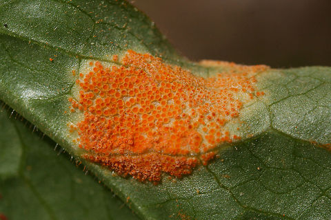 Mayapple Rust (Allodus podophylli) Rust fungus growing on the underside of a mayapple leaf in NW Georgia (Gordon County), US.

Allodus podophylli is an autoecious rust fungus which grows solely on Podophyllum peltatum. It does not require alternate hosts like many rust fungi.
https://www.jungledragon.com/image/58933/mayapple_rust_allodus_podophylli.html Allodus podophylli,Geotagged,Spring,United States,allodus,mayapple,mayapple rust,rust,rust fungus