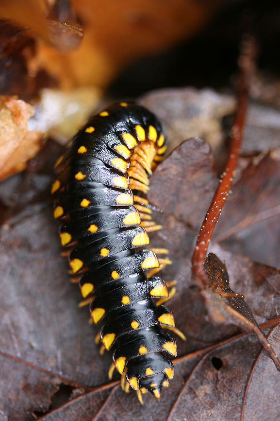 Flat-Backed Millipede (Apheloria montana) Crawling through moist leaf litter in the Chattahoochee-Oconee National Forest/Keown Fall Trail in Walker County, Georgia, US.<br />
<br />
Apheloria montana is a millipede belonging to the Xystodesmidae family. It also belongs to the Polydesmida order, one which has the capability of producing cyanide as a defense mechanism. A. montana has a limited range and is only found in isolated parts of Eastern Tennessee, SE Kentucky, SW Virginia, NC, and the Northern parts of Alabama and Georgia.  It is ranked as Vulnerable (S3) in both Tennessee and Virginia. Apheloria,Apheloria montana,Flat-Backed Millipede,Flat-backed Millipedes,Geotagged,Polydesmida,United States,Winter,Xystodesmidae,diplopoda,millipede,myriapod,myriapoda