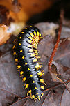 Flat-Backed Millipede (Apheloria montana) Crawling through moist leaf litter in the Chattahoochee-Oconee National Forest/Keown Fall Trail in Walker County, Georgia, US.<br />
<br />
Apheloria montana is a millipede belonging to the Xystodesmidae family. It also belongs to the Polydesmida order, one which has the capability of producing cyanide as a defense mechanism. A. montana has a limited range and is only found in isolated parts of Eastern Tennessee, SE Kentucky, SW Virginia, NC, and the Northern parts of Alabama and Georgia.  It is ranked as Vulnerable (S3) in both Tennessee and Virginia. Apheloria,Apheloria montana,Flat-Backed Millipede,Flat-backed Millipedes,Geotagged,Polydesmida,United States,Winter,Xystodesmidae,diplopoda,millipede,myriapod,myriapoda