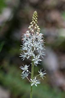Heartleaved Foamflower (Tiarella cordifolia) Growing along the sides of a seasonal stream in a dense mixed hardwood/coniferous forest in NW Georgia (Gordon County), US. April 10, 2018. Geotagged,Heartleaf foamflower,Spring,Tiarella cordifolia,United States