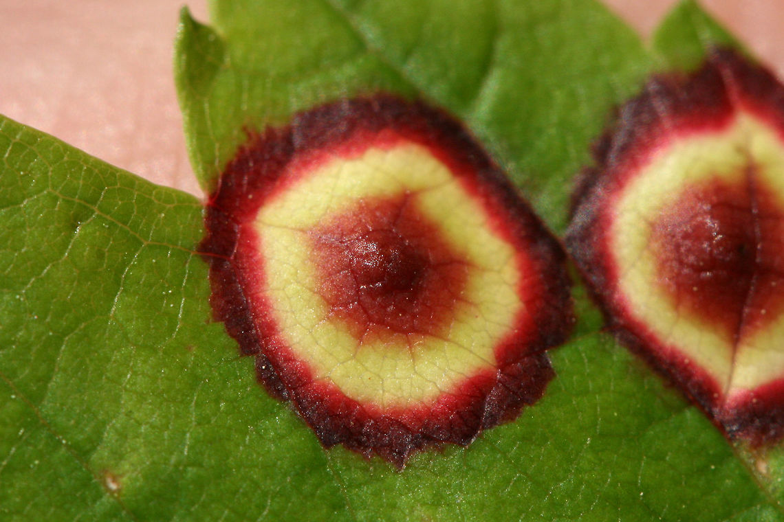Ocellate gall midge (Acericecis ocellaris) Galls from midges on red maple leaves (Acer rubrum) in a dense mixed hardwood/coniferous forest in NW Georgia (Gordon County), US. May 2, 2018.<br />
<br />
<br />
<figure class="photo"><a href="https://www.jungledragon.com/image/59590/ocellate_gall_midge_acericecis_ocellaris.html" title="Ocellate Gall Midge (Acericecis ocellaris)"><img src="https://s3.amazonaws.com/media.jungledragon.com/images/3231/59590_thumb.JPG?AWSAccessKeyId=05GMT0V3GWVNE7GGM1R2&Expires=1767225610&Signature=aHt7CnWsswp8U7ETXBVAL59L6dM%3D" width="200" height="134" alt="Ocellate Gall Midge (Acericecis ocellaris) Galls from midges on red maple leaves (Acer rubrum) in a dense mixed hardwood/coniferous forest in NW Georgia (Gordon County), US. May 2, 2018. <br />
https://www.jungledragon.com/image/59589/bullseye_leaf_spot_-_phyllosticta_minima.html<br />
https://www.jungledragon.com/image/59588/bullseye_leaf_spot_-_phyllosticta_minima.html Acericecis ocellaris,Ocellate Gall Midge,gall midge" /></a></figure><br />
<figure class="photo"><a href="https://www.jungledragon.com/image/59589/ocellate_gall_midge_acericecis_ocellaris-.html" title="Ocellate gall midge (Acericecis ocellaris)-"><img src="https://s3.amazonaws.com/media.jungledragon.com/images/3231/59589_thumb.JPG?AWSAccessKeyId=05GMT0V3GWVNE7GGM1R2&Expires=1767225610&Signature=zhXKMiqAzN%2BezI3ySAG33OSN9Hs%3D" width="200" height="134" alt="Ocellate gall midge (Acericecis ocellaris)- Galls from midges on red maple leaves (Acer rubrum) in a dense mixed hardwood/coniferous forest in NW Georgia (Gordon County), US. May 2, 2018.  <br />
<br />
https://www.jungledragon.com/image/59588/bullseye_leaf_spot_-_phyllosticta_minima.html<br />
https://www.jungledragon.com/image/59590/bullseye_leaf_spot_-_phyllosticta_minima.html Acericecis ocellaris,Geotagged,Insects,Ocellate Gall Midge,Spring,United States,acericecis,gall,gall midge,galls,insect,insecta" /></a></figure> Acericecis ocellaris,Geotagged,Insects,Ocellate Gall Midge,Spring,United States,acericecis,gall,gall midge,galls,insect,insecta