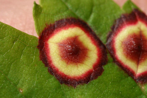 Ocellate gall midge (Acericecis ocellaris) Galls from midges on red maple leaves (Acer rubrum) in a dense mixed hardwood/coniferous forest in NW Georgia (Gordon County), US. May 2, 2018.


https://www.jungledragon.com/image/59590/bullseye_leaf_spot_-_phyllosticta_minima.html
https://www.jungledragon.com/image/59589/bullseye_leaf_spot_-_phyllosticta_minima.html Acericecis ocellaris,Geotagged,Insects,Ocellate Gall Midge,Spring,United States,acericecis,gall,gall midge,galls,insect,insecta