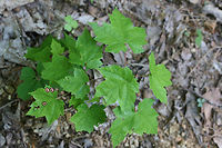 Ocellate Gall Midge (Acericecis ocellaris) Galls from midges on red maple leaves (Acer rubrum) in a dense mixed hardwood/coniferous forest in NW Georgia (Gordon County), US. May 2, 2018. <br />
https://www.jungledragon.com/image/59589/bullseye_leaf_spot_-_phyllosticta_minima.html<br />
https://www.jungledragon.com/image/59588/bullseye_leaf_spot_-_phyllosticta_minima.html Acericecis ocellaris,Ocellate Gall Midge,gall midge