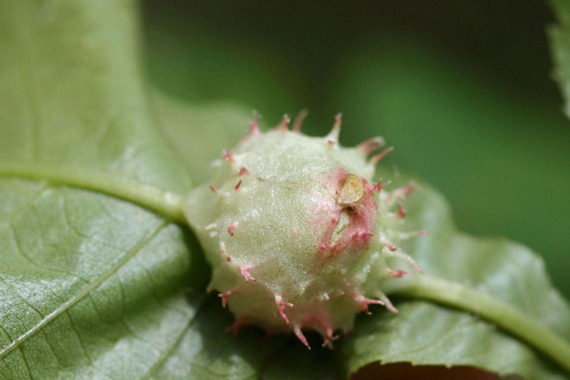Phylloxera spinosa Galls on (Carya sp.?) tree leaves on the side of a trail in Cobb County, NW Georgia, US Geotagged,Spring,United States,aphid gall,aphid galls,diptera,gall,galls,insect,insecta,phylloxera,phylloxera spinosa,spined gall,spiny gall