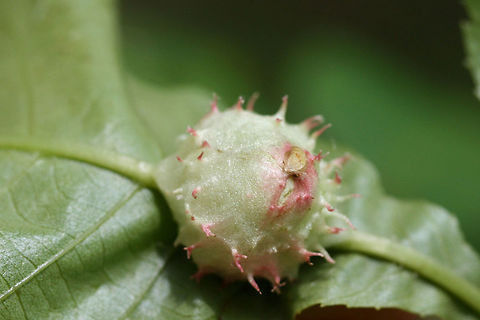 Phylloxera spinosa Galls on (Carya sp.?) tree leaves on the side of a trail in Cobb County, NW Georgia, US Geotagged,Spring,United States,aphid gall,aphid galls,diptera,gall,galls,insect,insecta,phylloxera,phylloxera spinosa,spined gall,spiny gall