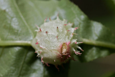 Phylloxera spinosa Galls on (Carya sp.?) tree leaves on the side of a trail in Cobb County, NW Georgia, US

https://www.jungledragon.com/image/59780/spiny_leaf_gall_wasp_diplolepis_polita.html

I'm double checking the host species to make sure I have the right gall wasp species! Geotagged,Spring,United States,aphid gall,aphid galls,diptera,gall,galls,insect,insecta,phylloxera,phylloxera spinosa,spined gall,spiny gall