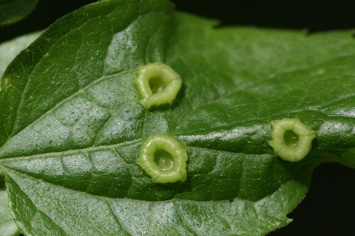 Pachypsylla celtidismamma-Hackberry Nipple Gall Growing on Common Hackberry (Celtis occidentalis) leaves in a backyard habitat in NW Georgia (Gordon County), US. Geotagged,Pachypsylla celtidismamma,Spring,United States,gall,galls,hackberry nipple gall,nipple gall,pachypsylla