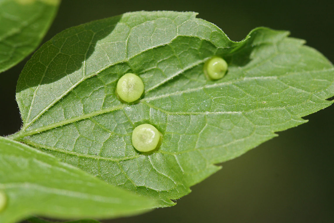 Hackberry Nipple Gall (Pachypsylla celtidismamma) Growing on Common Hackberry (Celtis occidentalis) leaves in a backyard habitat in NW Georgia (Gordon County), US. Geotagged,Pachypsylla celtidismamma,Spring,United States
