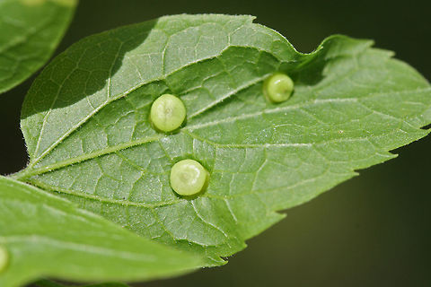 Hackberry Nipple Gall (Pachypsylla celtidismamma) Growing on Common Hackberry (Celtis occidentalis) leaves in a backyard habitat in NW Georgia (Gordon County), US. Geotagged,Pachypsylla celtidismamma,Spring,United States