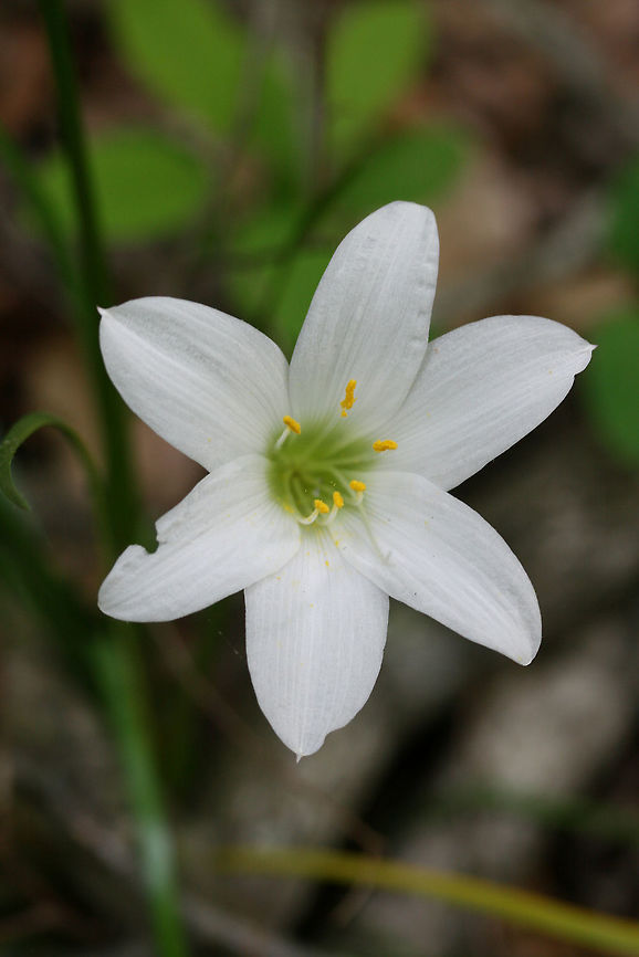 Atamasco Lily (Zephyranthes atamasco) Growing on the side of a trail in a dense forest by a lakeside in Cobb County, Georgia, US.<br />
<figure class="photo"><a href="https://www.jungledragon.com/image/59806/atamasco_lily_zephyranthes_atamasco.html" title="Atamasco Lily (Zephyranthes atamasco)"><img src="https://s3.amazonaws.com/media.jungledragon.com/images/3231/59806_thumb.JPG?AWSAccessKeyId=05GMT0V3GWVNE7GGM1R2&Expires=1759968010&Signature=I3lJH1vNOcfxSh8jD24Hct7%2Fw9Q%3D" width="200" height="134" alt="Atamasco Lily (Zephyranthes atamasco) Growing on the side of a trail in a dense forest by a lakeside in Cobb County, Georgia, US.<br />
https://www.jungledragon.com/image/59805/atamasco_lily_zephyranthes_atamasco.html Atamasco lily,Geotagged,Spring,United States,Zephyranthes atamasca" /></a></figure> Atamasco lily,Geotagged,Spring,United States,Zephyranthes atamasca