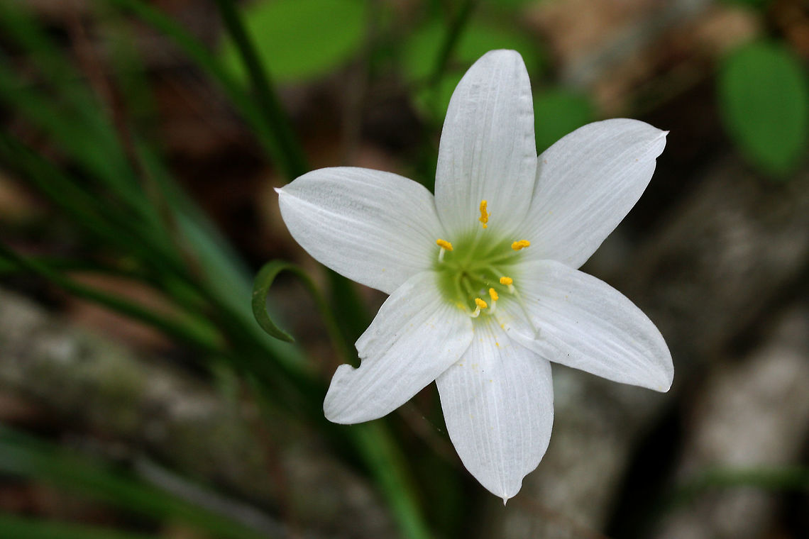 Atamasco Lily (Zephyranthes atamasco) Growing on the side of a trail in a dense forest by a lakeside in Cobb County, Georgia, US.<br />
<figure class="photo"><a href="https://www.jungledragon.com/image/59805/atamasco_lily_zephyranthes_atamasco.html" title="Atamasco Lily (Zephyranthes atamasco)"><img src="https://s3.amazonaws.com/media.jungledragon.com/images/3231/59805_thumb.JPG?AWSAccessKeyId=05GMT0V3GWVNE7GGM1R2&Expires=1770854410&Signature=eS281DFEhakhwoWacUb10zWEUzU%3D" width="102" height="152" alt="Atamasco Lily (Zephyranthes atamasco) Growing on the side of a trail in a dense forest by a lakeside in Cobb County, Georgia, US.<br />
https://www.jungledragon.com/image/59806/img_0308.html Atamasco lily,Geotagged,Spring,United States,Zephyranthes atamasca" /></a></figure> Atamasco lily,Geotagged,Spring,United States,Zephyranthes atamasca