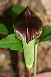 Five-leaved Jack-in-the-Pulpit (Arisaema quinatum) Growing on the side of a trail in a dense forest by a lakeside in Cobb County, Georgia, US.<br />
https://www.jungledragon.com/image/59813/five-leaved_jack-in-the-pulpit_arisaema_quinatum.html<br />
https://www.jungledragon.com/image/59814/five-leaved_jack-in-the-pulpit_arisaema_quinatum.html Arisaema quinatum,Geotagged,Spring,United States,five-leaved-jack-in-the-pulpit,jack-in-the-pulpit