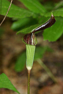 Five-leaved Jack-in-the-Pulpit (Arisaema quinatum) Growing on the side of a trail in a dense forest by a lakeside in Cobb County, Georgia, US.
https://www.jungledragon.com/image/59812/five-leaved_jack-in-the-pulpit_arisaema_quinatum.html
https://www.jungledragon.com/image/59814/five-leaved_jack-in-the-pulpit_arisaema_quinatum.html Arisaema quinatum,Geotagged,Spring,United States