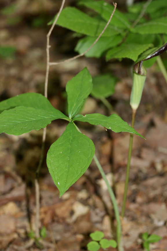 Five-leaved Jack-in-the-Pulpit (Arisaema quinatum) Growing on the side of a trail in a dense forest by a lakeside in Cobb County, Georgia, US.<br />
<figure class="photo"><a href="https://www.jungledragon.com/image/59812/five-leaved_jack-in-the-pulpit_arisaema_quinatum.html" title="Five-leaved Jack-in-the-Pulpit (Arisaema quinatum)"><img src="https://s3.amazonaws.com/media.jungledragon.com/images/3231/59812_thumb.JPG?AWSAccessKeyId=05GMT0V3GWVNE7GGM1R2&Expires=1767225610&Signature=qT0b6tdDypcHz%2F5jZ%2BQe%2BwjKPC0%3D" width="102" height="152" alt="Five-leaved Jack-in-the-Pulpit (Arisaema quinatum) Growing on the side of a trail in a dense forest by a lakeside in Cobb County, Georgia, US.<br />
https://www.jungledragon.com/image/59813/five-leaved_jack-in-the-pulpit_arisaema_quinatum.html<br />
https://www.jungledragon.com/image/59814/five-leaved_jack-in-the-pulpit_arisaema_quinatum.html Arisaema quinatum,Geotagged,Spring,United States,five-leaved-jack-in-the-pulpit,jack-in-the-pulpit" /></a></figure><br />
<figure class="photo"><a href="https://www.jungledragon.com/image/59813/five-leaved_jack-in-the-pulpit_arisaema_quinatum.html" title="Five-leaved Jack-in-the-Pulpit (Arisaema quinatum)"><img src="https://s3.amazonaws.com/media.jungledragon.com/images/3231/59813_thumb.JPG?AWSAccessKeyId=05GMT0V3GWVNE7GGM1R2&Expires=1767225610&Signature=68hYdI32wLlrXiN8j5Nj%2B4luCZo%3D" width="102" height="152" alt="Five-leaved Jack-in-the-Pulpit (Arisaema quinatum) Growing on the side of a trail in a dense forest by a lakeside in Cobb County, Georgia, US.<br />
https://www.jungledragon.com/image/59812/five-leaved_jack-in-the-pulpit_arisaema_quinatum.html<br />
https://www.jungledragon.com/image/59814/five-leaved_jack-in-the-pulpit_arisaema_quinatum.html Arisaema quinatum,Geotagged,Spring,United States" /></a></figure> Arisaema quinatum,Geotagged,Spring,United States