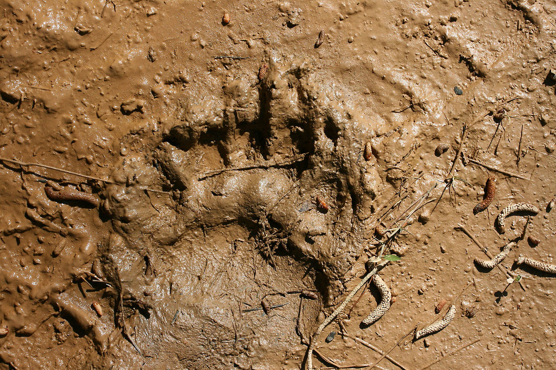American Black Bear (Ursus americanus) Tracks Tracks on a dirt road (near vernal pools) in a dense mixed hardwood/coniferous forest clearing in Northwest Georgia (Gordon County), US. <br />
<br />
Paw pad (bottom part) around 4.5&quot; width.<br />
<figure class="photo"><a href="https://www.jungledragon.com/image/59816/american_black_bear_ursus_americanus_tracks.html" title="American Black Bear (Ursus americanus) Tracks"><img src="https://s3.amazonaws.com/media.jungledragon.com/images/3231/59816_thumb.JPG?AWSAccessKeyId=05GMT0V3GWVNE7GGM1R2&Expires=1765411210&Signature=QhEuiM1JcjVzuUFcFbZ6G9nxy80%3D" width="102" height="152" alt="American Black Bear (Ursus americanus) Tracks Tracks a dirt road (near vernal pools) in a dense mixed hardwood/coniferous forest clearing in Northwest Georgia (Gordon County), US. <br />
<br />
Paw pad (bottom part) around 4.5&quot; width.<br />
<br />
https://www.jungledragon.com/image/59815/the_american_black_bear_-_ursus_americanus.html American black bear,Geotagged,Spring,United States,Ursus americanus" /></a></figure> American black bear,Geotagged,Spring,United States,Ursus americanus