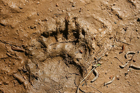 American Black Bear (Ursus americanus) Tracks Tracks on a dirt road (near vernal pools) in a dense mixed hardwood/coniferous forest clearing in Northwest Georgia (Gordon County), US. 

Paw pad (bottom part) around 4.5" width.
https://www.jungledragon.com/image/59816/american_black_bear_ursus_americanus.html American black bear,Geotagged,Spring,United States,Ursus americanus