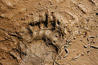 American Black Bear (Ursus americanus) Tracks Tracks on a dirt road (near vernal pools) in a dense mixed hardwood/coniferous forest clearing in Northwest Georgia (Gordon County), US. <br />
<br />
Paw pad (bottom part) around 4.5" width.<br />
https://www.jungledragon.com/image/59816/american_black_bear_ursus_americanus.html American black bear,Geotagged,Spring,United States,Ursus americanus