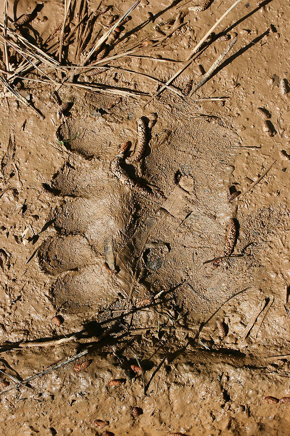 American Black Bear (Ursus americanus) Tracks Tracks a dirt road (near vernal pools) in a dense mixed hardwood/coniferous forest clearing in Northwest Georgia (Gordon County), US. <br />
<br />
Paw pad (bottom part) around 4.5" width.<br />
<br />
<figure class="photo"><a href="https://www.jungledragon.com/image/59815/american_black_bear_ursus_americanus_tracks.html" title="American Black Bear (Ursus americanus) Tracks"><img src="https://s3.amazonaws.com/media.jungledragon.com/images/3231/59815_thumb.JPG?AWSAccessKeyId=05GMT0V3GWVNE7GGM1R2&Expires=1769040010&Signature=dg0w%2FV6M2S%2FOnJjluH7ilvHhqw4%3D" width="200" height="134" alt="American Black Bear (Ursus americanus) Tracks Tracks on a dirt road (near vernal pools) in a dense mixed hardwood/coniferous forest clearing in Northwest Georgia (Gordon County), US. <br />
<br />
Paw pad (bottom part) around 4.5" width.<br />
https://www.jungledragon.com/image/59816/american_black_bear_ursus_americanus.html American black bear,Geotagged,Spring,United States,Ursus americanus" /></a></figure> American black bear,Geotagged,Spring,United States,Ursus americanus