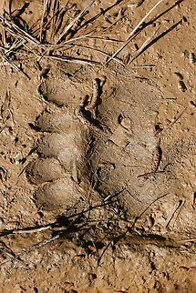 American Black Bear (Ursus americanus) Tracks Tracks a dirt road (near vernal pools) in a dense mixed hardwood/coniferous forest clearing in Northwest Georgia (Gordon County), US. 

Paw pad (bottom part) around 4.5" width.

https://www.jungledragon.com/image/59815/the_american_black_bear_-_ursus_americanus.html American black bear,Geotagged,Spring,United States,Ursus americanus