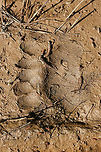 American Black Bear (Ursus americanus) Tracks Tracks a dirt road (near vernal pools) in a dense mixed hardwood/coniferous forest clearing in Northwest Georgia (Gordon County), US. <br />
<br />
Paw pad (bottom part) around 4.5" width.<br />
<br />
https://www.jungledragon.com/image/59815/the_american_black_bear_-_ursus_americanus.html American black bear,Geotagged,Spring,United States,Ursus americanus