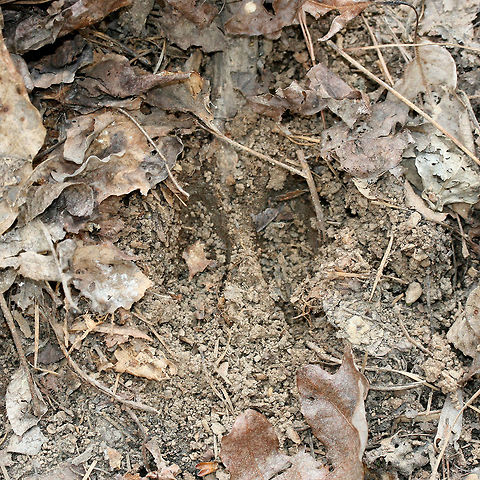 Wild Boar (Sus scrofa)  Tracks WIld boar tracks  and signs of rooting in a dense mixed hardwood/coniferous forest in NW Georgia (Gordon County), US.

Wild boars are an invasive (introduced) species in North America and leave a trail of destruction in their paths. They are a threat to sensitive floral and faunal communities. Geotagged,Razorback,Spring,Sus scrofa,United States