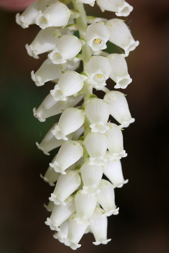 Mountain Doghobble (Leucothoe fontanesiana) Growing on the side of a trail in a dense forest by a lakeside in Cobb County, Georgia, US at at Chattahochee Recreational Area- Gold Branch.<br />
<figure class="photo"><a href="https://www.jungledragon.com/image/59819/mountain_doghobble_leucothoe_fontanesiana.html" title="Mountain Doghobble (Leucothoe fontanesiana)"><img src="https://s3.amazonaws.com/media.jungledragon.com/images/3231/59819_thumb.JPG?AWSAccessKeyId=05GMT0V3GWVNE7GGM1R2&Expires=1769040010&Signature=gUoP8Cwf0Gr7A5OOZ7TMcw5nYA0%3D" width="102" height="152" alt="Mountain Doghobble (Leucothoe fontanesiana) Growing on the side of a trail in a dense forest by a lakeside in Cobb County, Georgia, US at Chattahochee Recreational Area- Gold Branch.<br />
<br />
https://www.jungledragon.com/image/59818/mountain_doghobble_leucothoe_fontanesiana.html Geotagged,Leucothoe fontanesiana,Spring,United States" /></a></figure> Geotagged,Leucothoe fontanesiana,Spring,United States,leucothoe,mountain doghobble