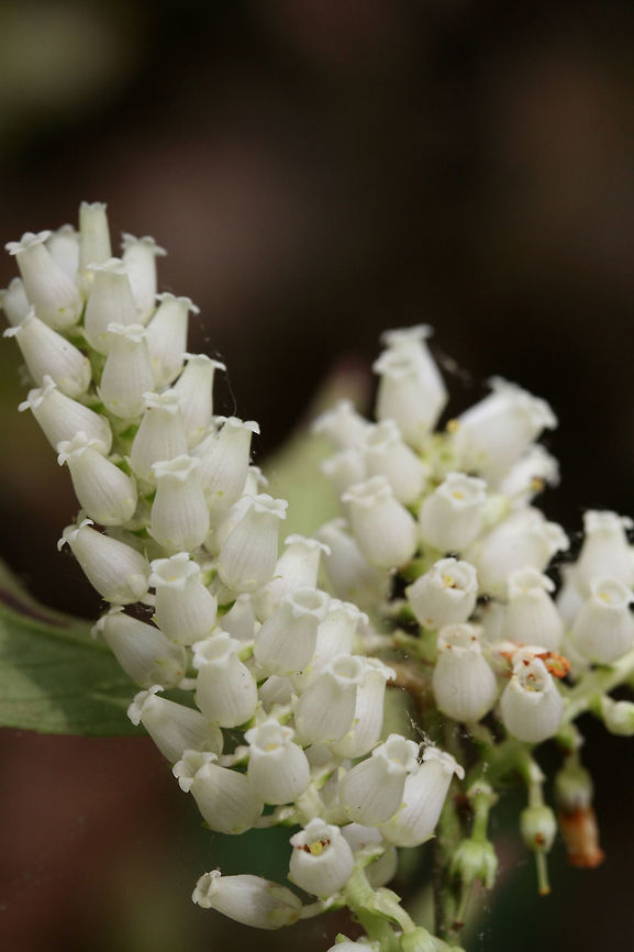 Mountain Doghobble (Leucothoe fontanesiana) Growing on the side of a trail in a dense forest by a lakeside in Cobb County, Georgia, US at Chattahochee Recreational Area- Gold Branch.<br />
<br />
<figure class="photo"><a href="https://www.jungledragon.com/image/59818/mountain_doghobble_leucothoe_fontanesiana.html" title="Mountain Doghobble (Leucothoe fontanesiana)"><img src="https://s3.amazonaws.com/media.jungledragon.com/images/3231/59818_thumb.JPG?AWSAccessKeyId=05GMT0V3GWVNE7GGM1R2&Expires=1759968010&Signature=9ApDCus5cEIHMzaMs3Izry9qOB4%3D" width="102" height="152" alt="Mountain Doghobble (Leucothoe fontanesiana) Growing on the side of a trail in a dense forest by a lakeside in Cobb County, Georgia, US at at Chattahochee Recreational Area- Gold Branch.<br />
https://www.jungledragon.com/image/59819/mountain_doghobble_leucothoe_fontanesiana.html Geotagged,Leucothoe fontanesiana,Spring,United States,leucothoe,mountain doghobble" /></a></figure> Geotagged,Leucothoe fontanesiana,Spring,United States