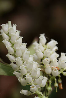 Mountain Doghobble (Leucothoe fontanesiana) Growing on the side of a trail in a dense forest by a lakeside in Cobb County, Georgia, US at Chattahochee Recreational Area- Gold Branch.

https://www.jungledragon.com/image/59818/mountain_doghobble_leucothoe_fontanesiana.html Geotagged,Leucothoe fontanesiana,Spring,United States