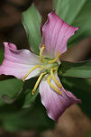 Bashful Wakerobin (Trillium catesbaei) Growing near a seasonal stream in a dense mixed hardwood coniferous forest in NW Georgia (Gordon County), US. April 21, 2018. Bashful wakerobin,Geotagged,Spring,Trillium,Trillium catesbaei,United States