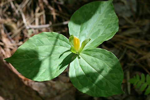 Yellow Wakerobin - Trillium luteum Growing alongside a seasonal stream in a dense mixed hardwood/coniferous forest in Northwest Georgia (Gordon County), US. April 21, 2018.

Trillium luteum is a sessile trillium found in the Southeastern US (GA, TN, KY, NC, and TN). It is classified as Vulnerable (S3) in Georgia.

*Bloom has a lovely citrus odor.
https://www.jungledragon.com/image/59838/yellow_wakerobin_trillium_luteum.html
https://www.jungledragon.com/image/59839/yellow_trillium_-_trillium_luteum.html Geotagged,Melanthiaceae,Spring,Trillium luteum,United States,flower,flowers,trillium,wildflower,yellow trillium,yellow wakerobin