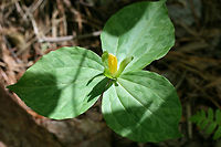 Yellow Wakerobin - Trillium luteum Growing alongside a seasonal stream in a dense mixed hardwood/coniferous forest in Northwest Georgia (Gordon County), US. April 21, 2018.<br />
<br />
Trillium luteum is a sessile trillium found in the Southeastern US (GA, TN, KY, NC, and TN). It is classified as Vulnerable (S3) in Georgia.<br />
<br />
*Bloom has a lovely citrus odor.<br />
https://www.jungledragon.com/image/59838/yellow_wakerobin_trillium_luteum.html<br />
https://www.jungledragon.com/image/59839/yellow_trillium_-_trillium_luteum.html Geotagged,Melanthiaceae,Spring,Trillium luteum,United States,flower,flowers,trillium,wildflower,yellow trillium,yellow wakerobin