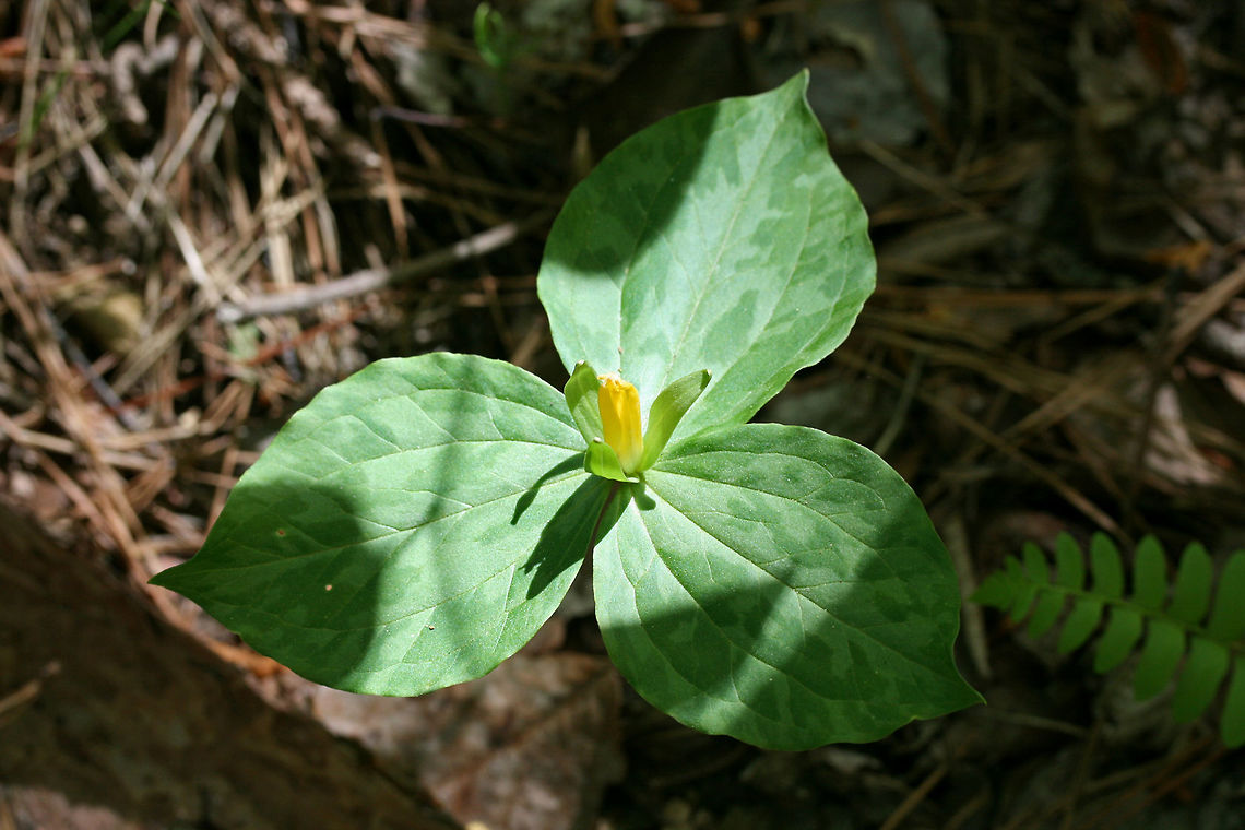 Yellow Wakerobin (Trillium luteum) Growing alongside a seasonal stream in a dense mixed hardwood/coniferous forest in Northwest Georgia (Gordon County), US. April 21, 2018.<br />
<br />
Trillium luteum is a sessile trillium found in the Southeastern US (GA, TN, KY, NC, and TN). It is classified as Vulnerable (S3) in Georgia.<br />
<br />
*Bloom has a lovely citrus odor.<br />
<figure class="photo"><a href="https://www.jungledragon.com/image/59837/yellow_wakerobin_-_trillium_luteum.html" title="Yellow Wakerobin - Trillium luteum"><img src="https://s3.amazonaws.com/media.jungledragon.com/images/3231/59837_thumb.JPG?AWSAccessKeyId=05GMT0V3GWVNE7GGM1R2&Expires=1759968010&Signature=V9Q%2BGcQEQ3UZoLag%2FL6yWi0DbiU%3D" width="200" height="134" alt="Yellow Wakerobin - Trillium luteum Growing alongside a seasonal stream in a dense mixed hardwood/coniferous forest in Northwest Georgia (Gordon County), US. April 21, 2018.<br />
<br />
Trillium luteum is a sessile trillium found in the Southeastern US (GA, TN, KY, NC, and TN). It is classified as Vulnerable (S3) in Georgia.<br />
<br />
*Bloom has a lovely citrus odor.<br />
https://www.jungledragon.com/image/59838/yellow_wakerobin_trillium_luteum.html<br />
https://www.jungledragon.com/image/59839/yellow_trillium_-_trillium_luteum.html Geotagged,Melanthiaceae,Spring,Trillium luteum,United States,flower,flowers,trillium,wildflower,yellow trillium,yellow wakerobin" /></a></figure><br />
<figure class="photo"><a href="https://www.jungledragon.com/image/59839/yellow_wakerobin-_trillium_luteum.html" title="Yellow Wakerobin- Trillium luteum"><img src="https://s3.amazonaws.com/media.jungledragon.com/images/3231/59839_thumb.JPG?AWSAccessKeyId=05GMT0V3GWVNE7GGM1R2&Expires=1759968010&Signature=ynntBOOKowOscrNYM98lNMmF6w8%3D" width="102" height="152" alt="Yellow Wakerobin- Trillium luteum Growing alongside a seasonal stream in a dense mixed hardwood/coniferous forest in Northwest Georgia (Gordon County), US. April 21, 2018.<br />
<br />
Trillium luteum is a sessile trillium found in the Southeastern US (GA, TN, KY, NC, and TN). It is classified as Vulnerable (S3) in Georgia.<br />
<br />
*Bloom has a lovely citrus odor.<br />
https://www.jungledragon.com/image/59837/yellow_trillium_-_trillium_luteum.html<br />
https://www.jungledragon.com/image/59838/yellow_wakerobin_trillium_luteum.html Geotagged,Spring,Trillium luteum,United States,trillium,yellow trillium,yellow wakerobin" /></a></figure> Geotagged,Spring,Trillium luteum,United States,melanthiaceae,trillium,yellow trillium,yellow wakerobin