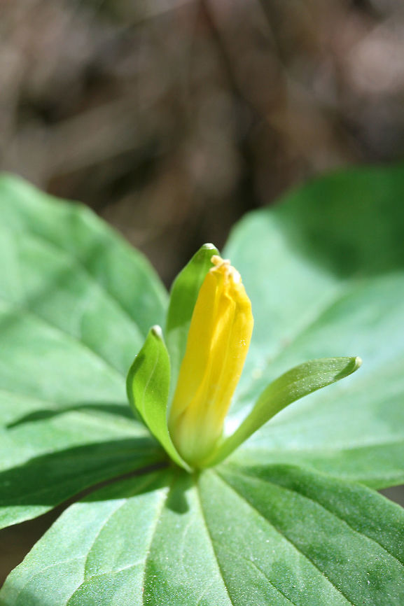 Yellow Wakerobin- Trillium luteum Growing alongside a seasonal stream in a dense mixed hardwood/coniferous forest in Northwest Georgia (Gordon County), US. April 21, 2018.<br />
<br />
Trillium luteum is a sessile trillium found in the Southeastern US (GA, TN, KY, NC, and TN). It is classified as Vulnerable (S3) in Georgia.<br />
<br />
*Bloom has a lovely citrus odor.<br />
<figure class="photo"><a href="https://www.jungledragon.com/image/59837/yellow_wakerobin_-_trillium_luteum.html" title="Yellow Wakerobin - Trillium luteum"><img src="https://s3.amazonaws.com/media.jungledragon.com/images/3231/59837_thumb.JPG?AWSAccessKeyId=05GMT0V3GWVNE7GGM1R2&Expires=1767225610&Signature=wrp6qoqpVGEud9aQS3t0gbKhEFY%3D" width="200" height="134" alt="Yellow Wakerobin - Trillium luteum Growing alongside a seasonal stream in a dense mixed hardwood/coniferous forest in Northwest Georgia (Gordon County), US. April 21, 2018.<br />
<br />
Trillium luteum is a sessile trillium found in the Southeastern US (GA, TN, KY, NC, and TN). It is classified as Vulnerable (S3) in Georgia.<br />
<br />
*Bloom has a lovely citrus odor.<br />
https://www.jungledragon.com/image/59838/yellow_wakerobin_trillium_luteum.html<br />
https://www.jungledragon.com/image/59839/yellow_trillium_-_trillium_luteum.html Geotagged,Melanthiaceae,Spring,Trillium luteum,United States,flower,flowers,trillium,wildflower,yellow trillium,yellow wakerobin" /></a></figure><br />
<figure class="photo"><a href="https://www.jungledragon.com/image/59838/yellow_wakerobin_trillium_luteum.html" title="Yellow Wakerobin (Trillium luteum)"><img src="https://s3.amazonaws.com/media.jungledragon.com/images/3231/59838_thumb.JPG?AWSAccessKeyId=05GMT0V3GWVNE7GGM1R2&Expires=1767225610&Signature=PvOQEXlIzUr8XuHYAWFEx7UTL4s%3D" width="200" height="134" alt="Yellow Wakerobin (Trillium luteum) Growing alongside a seasonal stream in a dense mixed hardwood/coniferous forest in Northwest Georgia (Gordon County), US. April 21, 2018.<br />
<br />
Trillium luteum is a sessile trillium found in the Southeastern US (GA, TN, KY, NC, and TN). It is classified as Vulnerable (S3) in Georgia.<br />
<br />
*Bloom has a lovely citrus odor.<br />
https://www.jungledragon.com/image/59837/yellow_trillium_-_trillium_luteum.html<br />
https://www.jungledragon.com/image/59839/yellow_trillium_-_trillium_luteum.html Geotagged,Spring,Trillium luteum,United States,melanthiaceae,trillium,yellow trillium,yellow wakerobin" /></a></figure> Geotagged,Spring,Trillium luteum,United States,trillium,yellow trillium,yellow wakerobin