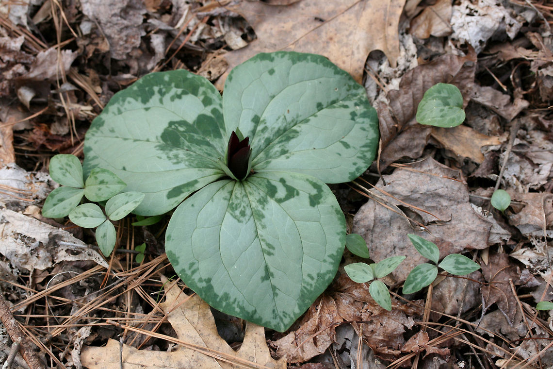 Trailing Wakerobin (Trillium decumbens) Growing in leaf litter along the edge of a seasonal stream in a dense mixed hardwood/coniferous forest in NW Georgia (Gordon County), US. <br />
<br />
Trillium decumbens is a sessile trillium that blooms from March through April and can be found in parts of Georgia, Tennessee, and Alabama. This species is classified as Vulnerable (S3) in Georgia.<br />
<br />
<figure class="photo"><a href="https://www.jungledragon.com/image/59841/trailing_wakerobin_trillium_decumbens.html" title="Trailing Wakerobin (Trillium decumbens)"><img src="https://s3.amazonaws.com/media.jungledragon.com/images/3231/59841_thumb.JPG?AWSAccessKeyId=05GMT0V3GWVNE7GGM1R2&Expires=1759968010&Signature=0fQFqmS0T99QgTIV6UfChcyzXjU%3D" width="102" height="152" alt="Trailing Wakerobin (Trillium decumbens) Growing in leaf litter along the edge of a seasonal stream in a dense mixed hardwood/coniferous forest in NW Georgia (Gordon County), US. <br />
<br />
Trillium decumbens is a sessile trillium that blooms from March through April and can be found in parts of Georgia, Tennessee, and Alabama. This species is classified as Vulnerable (S3) in Georgia.<br />
https://www.jungledragon.com/image/59840/trailing_wakerobin_trillium_decumbens.html<br />
https://www.jungledragon.com/image/59842/trailing_wakerobin_trillium_decumbens.html Geotagged,Trillium decumbens,United States,Winter" /></a></figure><br />
<figure class="photo"><a href="https://www.jungledragon.com/image/59842/trailing_wakerobin_trillium_decumbens.html" title="Trailing Wakerobin (Trillium decumbens)"><img src="https://s3.amazonaws.com/media.jungledragon.com/images/3231/59842_thumb.JPG?AWSAccessKeyId=05GMT0V3GWVNE7GGM1R2&Expires=1759968010&Signature=G1pKjbJVgZFb1Z1aWawVEL9KQgg%3D" width="200" height="134" alt="Trailing Wakerobin (Trillium decumbens) Growing in leaf litter along the edge of a seasonal stream in a dense mixed hardwood/coniferous forest in NW Georgia (Gordon County), US. <br />
<br />
Trillium decumbens is a sessile trillium that blooms from March through April and can be found in parts of Georgia, Tennessee, and Alabama. This species is classified as Vulnerable (S3) in Georgia.<br />
https://www.jungledragon.com/image/59840/trailing_wakerobin_trillium_decumbens.html<br />
https://www.jungledragon.com/image/59841/trailing_wakerobin_trillium_decumbens.html Geotagged,Trillium decumbens,United States,Winter,trailing wakerobin,trillium" /></a></figure> Geotagged,Trillium decumbens,United States,Winter,trailing wakerobin,trillium