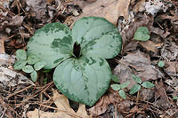 Trailing Wakerobin (Trillium decumbens) Growing in leaf litter along the edge of a seasonal stream in a dense mixed hardwood/coniferous forest in NW Georgia (Gordon County), US. <br />
<br />
Trillium decumbens is a sessile trillium that blooms from March through April and can be found in parts of Georgia, Tennessee, and Alabama. This species is classified as Vulnerable (S3) in Georgia.<br />
<br />
https://www.jungledragon.com/image/59841/trailing_wakerobin_trillium_decumbens.html<br />
https://www.jungledragon.com/image/59842/trailing_wakerobin_trillium_decumbens.html Geotagged,Trillium decumbens,United States,Winter,trailing wakerobin,trillium