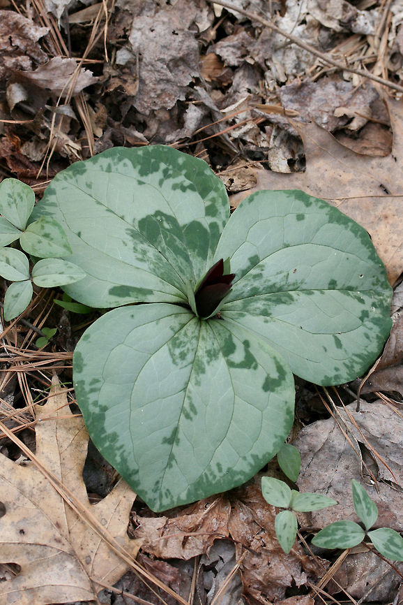 Trailing Wakerobin (Trillium decumbens) Growing in leaf litter along the edge of a seasonal stream in a dense mixed hardwood/coniferous forest in NW Georgia (Gordon County), US. <br />
<br />
Trillium decumbens is a sessile trillium that blooms from March through April and can be found in parts of Georgia, Tennessee, and Alabama. This species is classified as Vulnerable (S3) in Georgia.<br />
<figure class="photo"><a href="https://www.jungledragon.com/image/59840/trailing_wakerobin_trillium_decumbens.html" title="Trailing Wakerobin (Trillium decumbens)"><img src="https://s3.amazonaws.com/media.jungledragon.com/images/3231/59840_thumb.JPG?AWSAccessKeyId=05GMT0V3GWVNE7GGM1R2&Expires=1759968010&Signature=r9CMWPcKVDrsARNXfU7Ey4JtbGA%3D" width="200" height="134" alt="Trailing Wakerobin (Trillium decumbens) Growing in leaf litter along the edge of a seasonal stream in a dense mixed hardwood/coniferous forest in NW Georgia (Gordon County), US. <br />
<br />
Trillium decumbens is a sessile trillium that blooms from March through April and can be found in parts of Georgia, Tennessee, and Alabama. This species is classified as Vulnerable (S3) in Georgia.<br />
<br />
https://www.jungledragon.com/image/59841/trailing_wakerobin_trillium_decumbens.html<br />
https://www.jungledragon.com/image/59842/trailing_wakerobin_trillium_decumbens.html Geotagged,Trillium decumbens,United States,Winter,trailing wakerobin,trillium" /></a></figure><br />
<figure class="photo"><a href="https://www.jungledragon.com/image/59842/trailing_wakerobin_trillium_decumbens.html" title="Trailing Wakerobin (Trillium decumbens)"><img src="https://s3.amazonaws.com/media.jungledragon.com/images/3231/59842_thumb.JPG?AWSAccessKeyId=05GMT0V3GWVNE7GGM1R2&Expires=1759968010&Signature=G1pKjbJVgZFb1Z1aWawVEL9KQgg%3D" width="200" height="134" alt="Trailing Wakerobin (Trillium decumbens) Growing in leaf litter along the edge of a seasonal stream in a dense mixed hardwood/coniferous forest in NW Georgia (Gordon County), US. <br />
<br />
Trillium decumbens is a sessile trillium that blooms from March through April and can be found in parts of Georgia, Tennessee, and Alabama. This species is classified as Vulnerable (S3) in Georgia.<br />
https://www.jungledragon.com/image/59840/trailing_wakerobin_trillium_decumbens.html<br />
https://www.jungledragon.com/image/59841/trailing_wakerobin_trillium_decumbens.html Geotagged,Trillium decumbens,United States,Winter,trailing wakerobin,trillium" /></a></figure> Geotagged,Trillium decumbens,United States,Winter