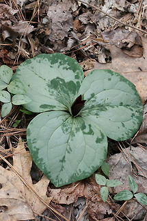 Trailing Wakerobin (Trillium decumbens) Growing in leaf litter along the edge of a seasonal stream in a dense mixed hardwood/coniferous forest in NW Georgia (Gordon County), US. 

Trillium decumbens is a sessile trillium that blooms from March through April and can be found in parts of Georgia, Tennessee, and Alabama. This species is classified as Vulnerable (S3) in Georgia.
https://www.jungledragon.com/image/59840/trailing_wakerobin_trillium_decumbens.html
https://www.jungledragon.com/image/59842/trailing_wakerobin_trillium_decumbens.html Geotagged,Trillium decumbens,United States,Winter