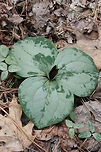 Trailing Wakerobin (Trillium decumbens) Growing in leaf litter along the edge of a seasonal stream in a dense mixed hardwood/coniferous forest in NW Georgia (Gordon County), US. <br />
<br />
Trillium decumbens is a sessile trillium that blooms from March through April and can be found in parts of Georgia, Tennessee, and Alabama. This species is classified as Vulnerable (S3) in Georgia.<br />
https://www.jungledragon.com/image/59840/trailing_wakerobin_trillium_decumbens.html<br />
https://www.jungledragon.com/image/59842/trailing_wakerobin_trillium_decumbens.html Geotagged,Trillium decumbens,United States,Winter