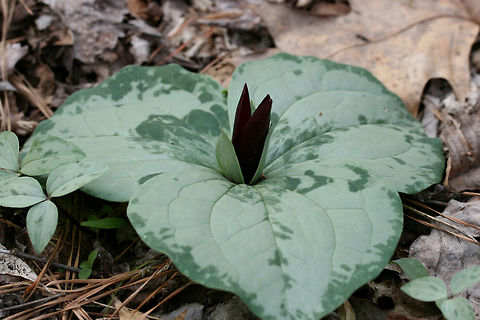 Trailing Wakerobin (Trillium decumbens) Growing in leaf litter along the edge of a seasonal stream in a dense mixed hardwood/coniferous forest in NW Georgia (Gordon County), US. 

Trillium decumbens is a sessile trillium that blooms from March through April and can be found in parts of Georgia, Tennessee, and Alabama. This species is classified as Vulnerable (S3) in Georgia.
https://www.jungledragon.com/image/59840/trailing_wakerobin_trillium_decumbens.html
https://www.jungledragon.com/image/59841/trailing_wakerobin_trillium_decumbens.html Geotagged,Trillium decumbens,United States,Winter,trailing wakerobin,trillium