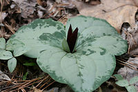 Trailing Wakerobin (Trillium decumbens) Growing in leaf litter along the edge of a seasonal stream in a dense mixed hardwood/coniferous forest in NW Georgia (Gordon County), US. <br />
<br />
Trillium decumbens is a sessile trillium that blooms from March through April and can be found in parts of Georgia, Tennessee, and Alabama. This species is classified as Vulnerable (S3) in Georgia.<br />
https://www.jungledragon.com/image/59840/trailing_wakerobin_trillium_decumbens.html<br />
https://www.jungledragon.com/image/59841/trailing_wakerobin_trillium_decumbens.html Geotagged,Trillium decumbens,United States,Winter,trailing wakerobin,trillium