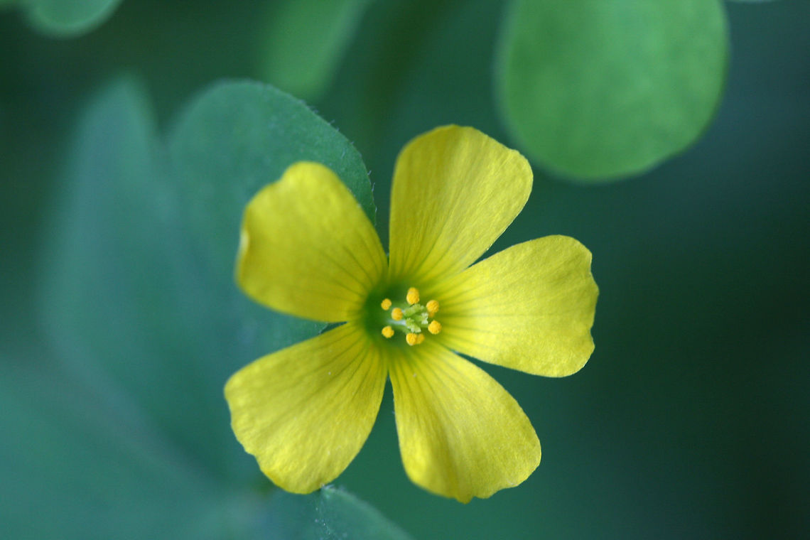 Common Yellow Woodsorrel (Oxalis stricta) Around the edge of a concrete walkway in a backyard habitat in NW Georgia (Gordon County), US. Common yellow woodsorrel,Geotagged,Oxalis stricta,Spring,United States