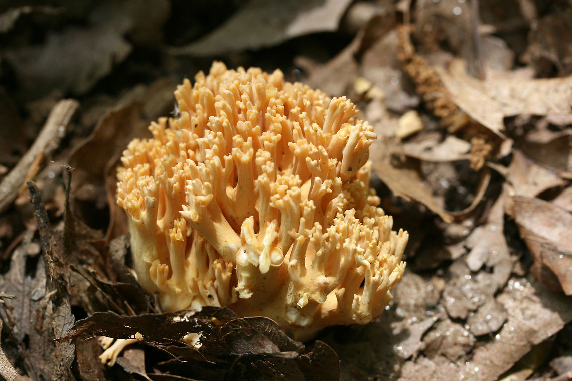 Coral Fungus - Ramaria sp. In disturbed leaf litter near the side of a trail near a lakeside. NW Georgia (Cobb County), US.<br />
<figure class="photo"><a href="https://www.jungledragon.com/image/59850/coral_fungus_-_ramaria_sp.html" title="Coral Fungus - Ramaria sp."><img src="https://s3.amazonaws.com/media.jungledragon.com/images/3231/59850_thumb.JPG?AWSAccessKeyId=05GMT0V3GWVNE7GGM1R2&Expires=1759968010&Signature=ca9Ga6x0RVyLiYQsE%2BUrRsZgp1k%3D" width="200" height="134" alt="Coral Fungus - Ramaria sp. In disturbed leaf litter near the side of a trail near a lakeside. NW Georgia (Cobb County), US.<br />
https://www.jungledragon.com/image/59849/coral_fungus_-_ramaria_sp.html Geotagged,Ramaria sp.,Ramaria stricta,Spring,United States,coral fungus" /></a></figure> Geotagged,Ramaria sp.,Ramaria stricta,Spring,United States,coral fungus