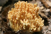 Coral Fungus - Ramaria sp. In disturbed leaf litter near the side of a trail near a lakeside. NW Georgia (Cobb County), US.<br />
https://www.jungledragon.com/image/59849/coral_fungus_-_ramaria_sp.html Geotagged,Ramaria sp.,Ramaria stricta,Spring,United States,coral fungus