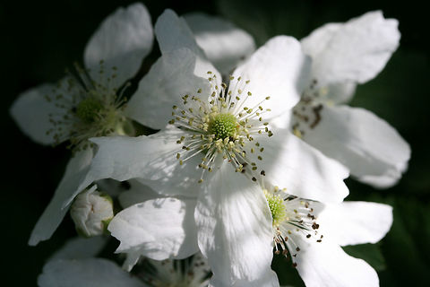Allegheny Blackberry (Rubus allegheniensis) Growing in a backyard habitat in NW Georgia (Gordon County), US.

Rubus allegheniensis is a species of bramble that is commonplace in Georgia and throughout the eastern US. It can often be found growing in large patches on roadsides, in meadows, and along streams. Its fruits are edible and quite delicious!

https://www.jungledragon.com/image/59858/american_blackberry_rubus_allegheniensis.html Geotagged,Rubus allegheniensis,Spring,United States